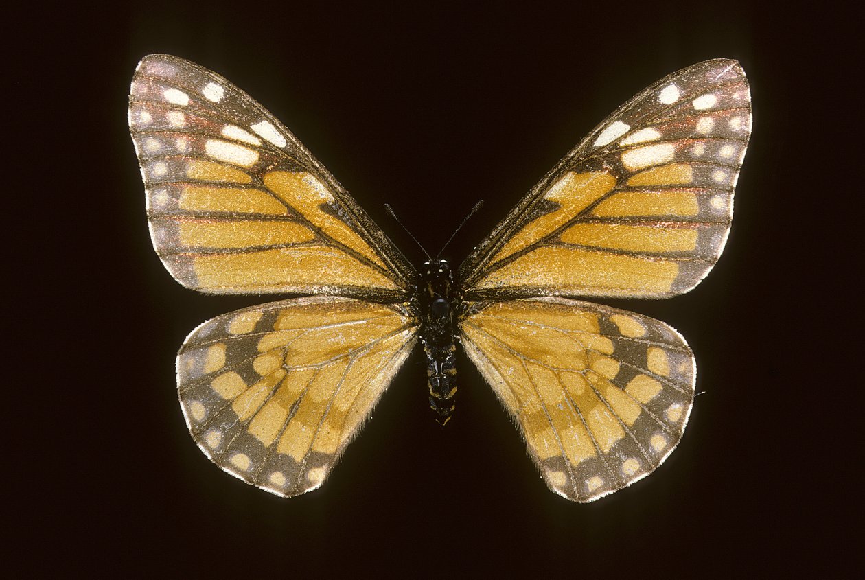 Baronia brevicornis alkotó: Augustus Kollner