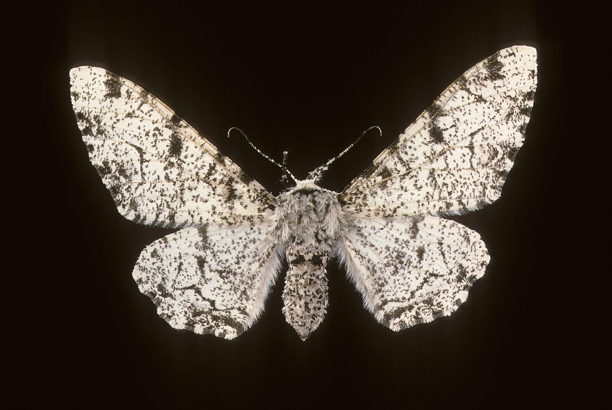 Betularia biston/Birch Phalene alkotó: Augustus Kollner