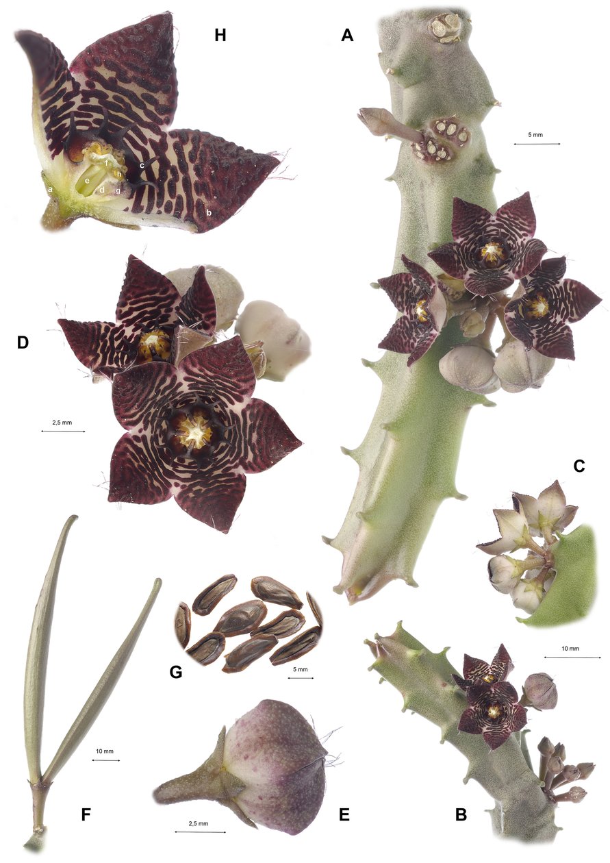 Botanikai tábla/Apteranthes joannis alkotó: Augustus Kollner