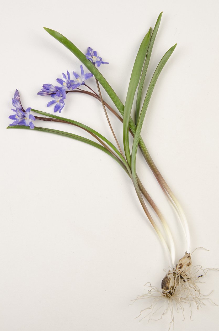 Botanikai tábla/Chionodoxa forbesii/Chionodoxa luciliae/A hó dicsősége alkotó: Augustus Kollner