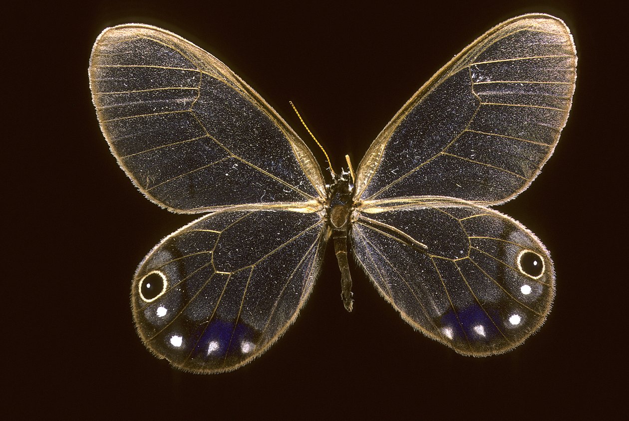 Cithaerias esmeralda/Esmeralda alkotó: Augustus Kollner