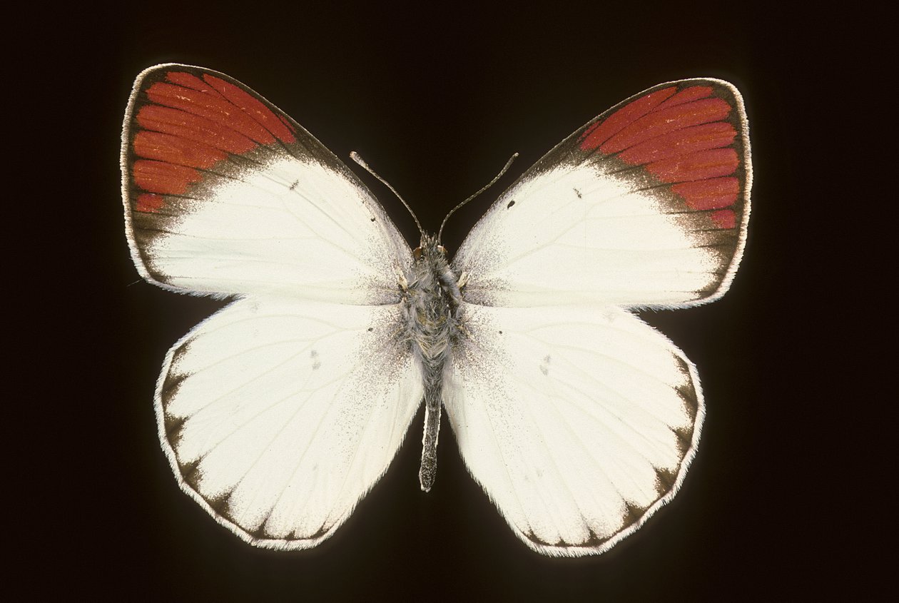 Colotis danae/Crimson alkotó: Augustus Kollner