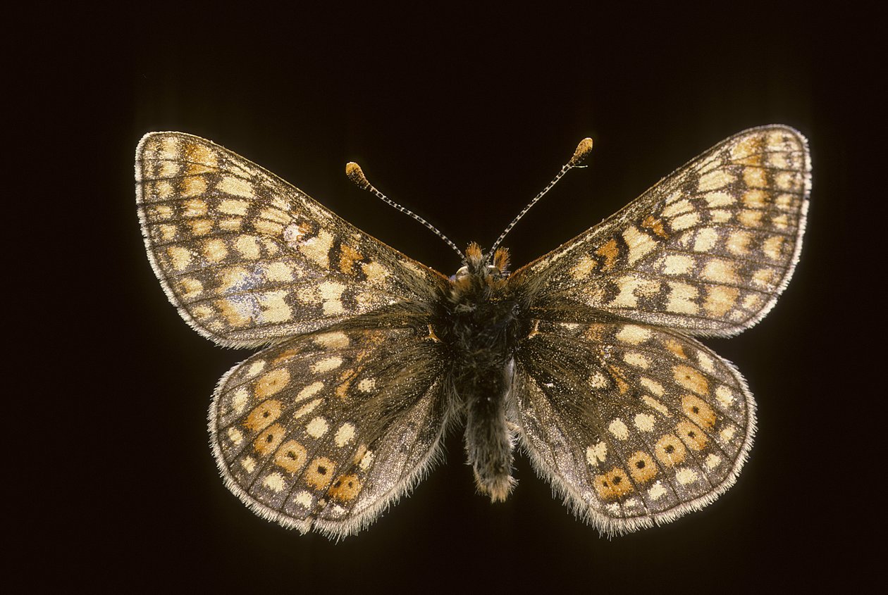 Euradryas aurinia alkotó: Augustus Kollner
