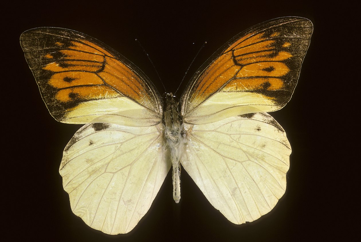 Hebomoia leukippe sulfurea alkotó: Augustus Kollner