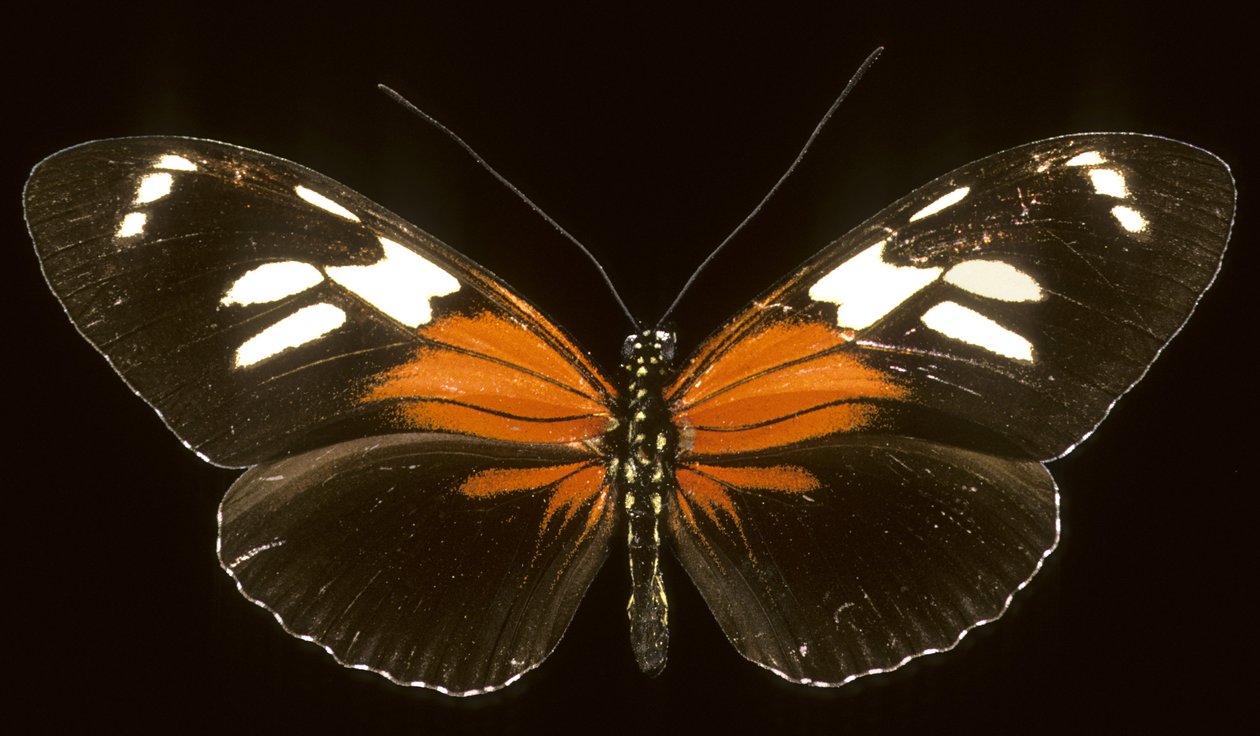 Heliconius burneyi catherina/Heliconie alkotó: Augustus Kollner