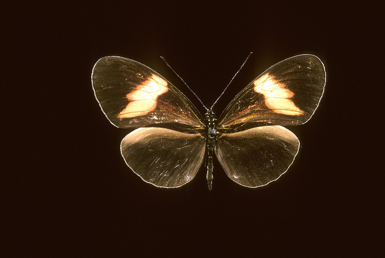 Heliconius melpomene/Heliconi melpomene alkotó: Augustus Kollner