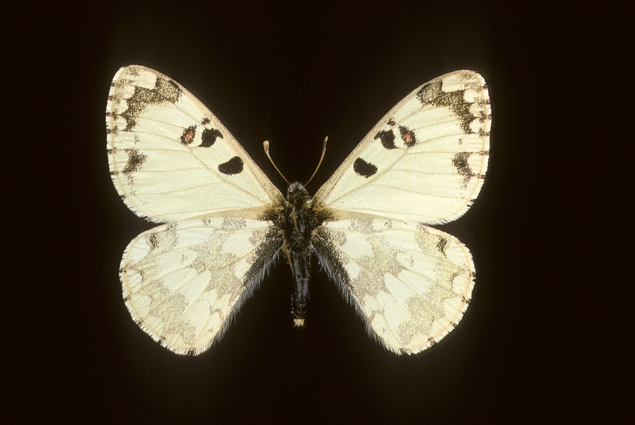 Hypermnestra helios alkotó: Augustus Kollner