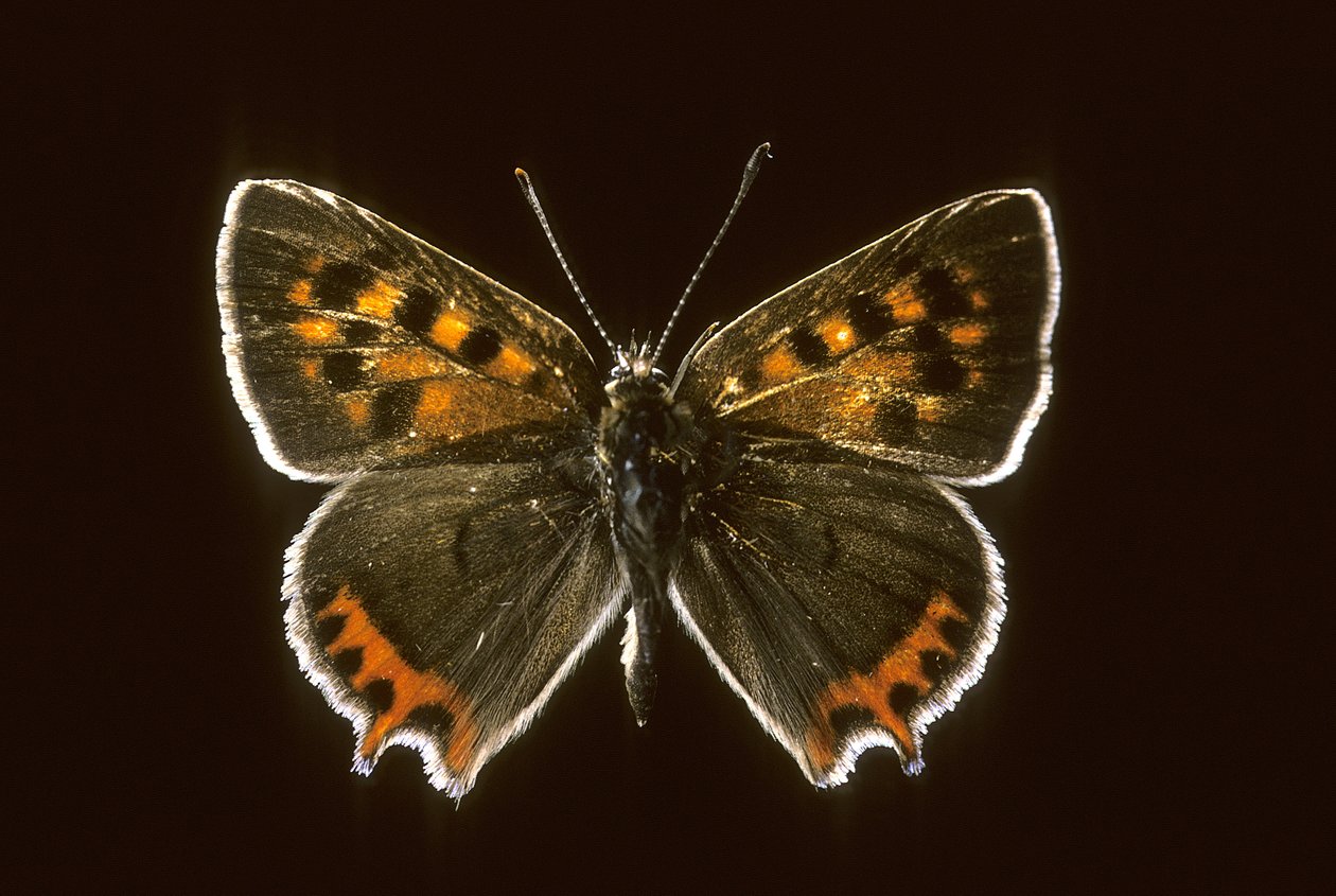 Lycaena phlaeas/közönséges réz alkotó: Augustus Kollner