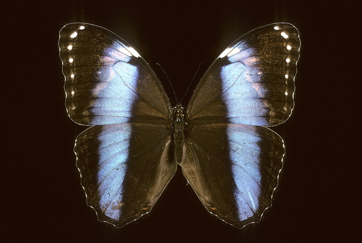 Morpho Achilles/Hím alkotó: Augustus Kollner