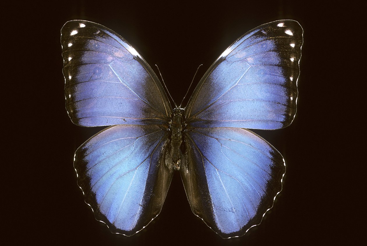 Morpho vitrea alkotó: Augustus Kollner