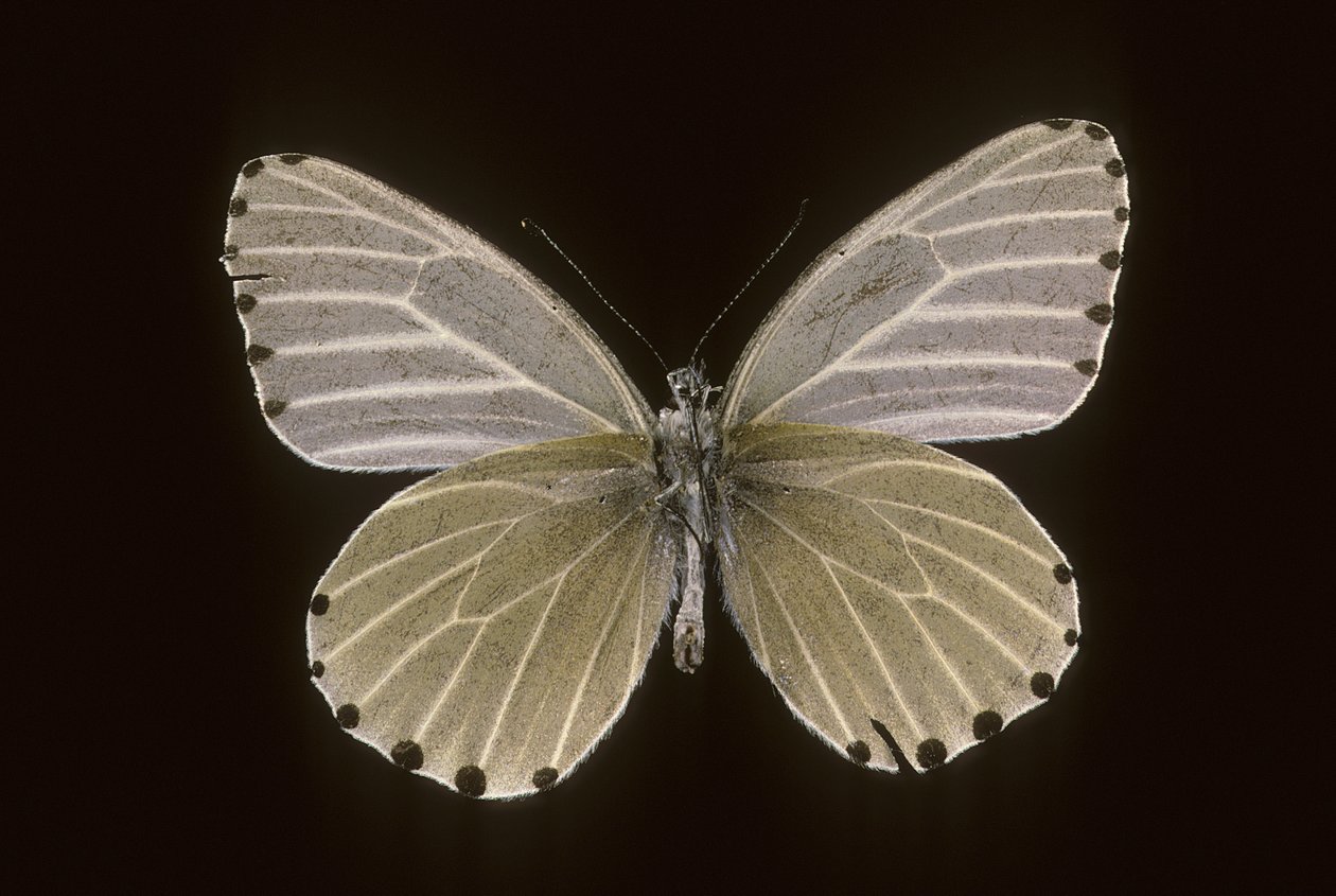 Mylothris humblot alkotó: Augustus Kollner