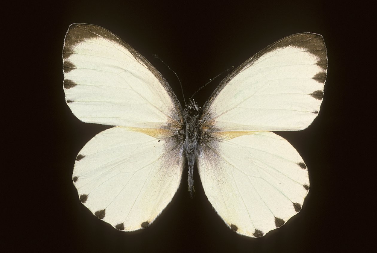 Mylothris alkotó: Augustus Kollner