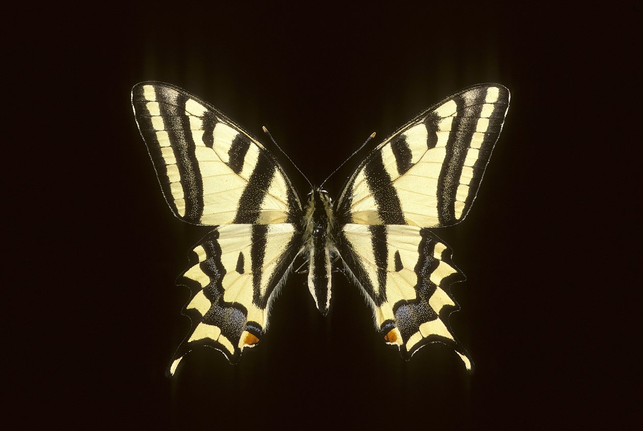 Papilio alexanor / Alexanor alkotó: Augustus Kollner