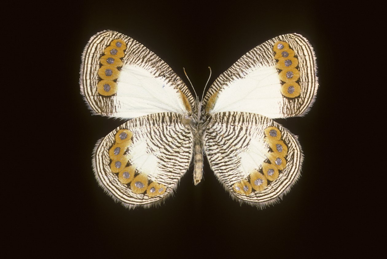 Physcaeneura leda alkotó: Augustus Kollner