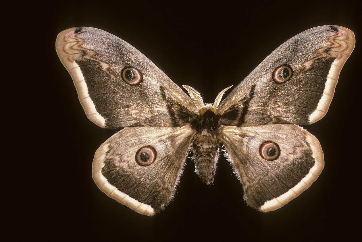 Saturnia pyri/Nagy éjszakai páva alkotó: Augustus Kollner