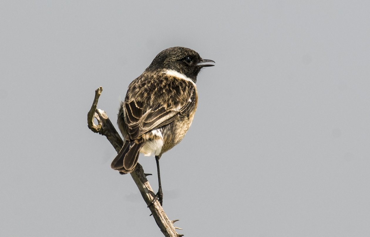 Saxicola torquata/Dawler/Common Stonechat alkotó: Augustus Kollner