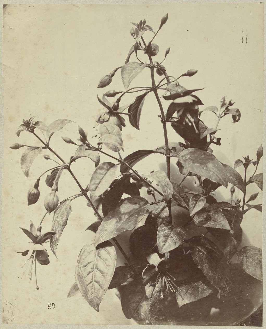Virágcsendélet fuksziával alkotó: Charles Hippolyte Aubry