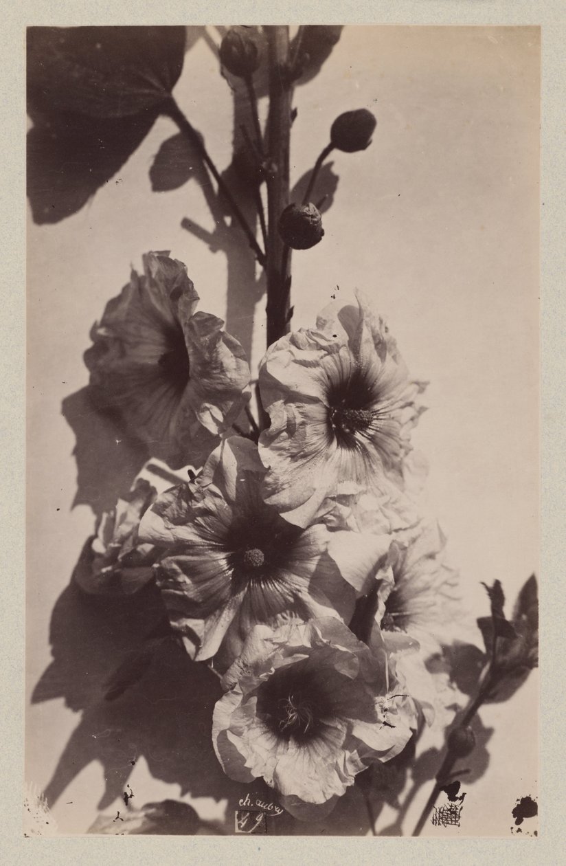 Virágcsendélet hollyhock alkotó: Charles Hippolyte Aubry