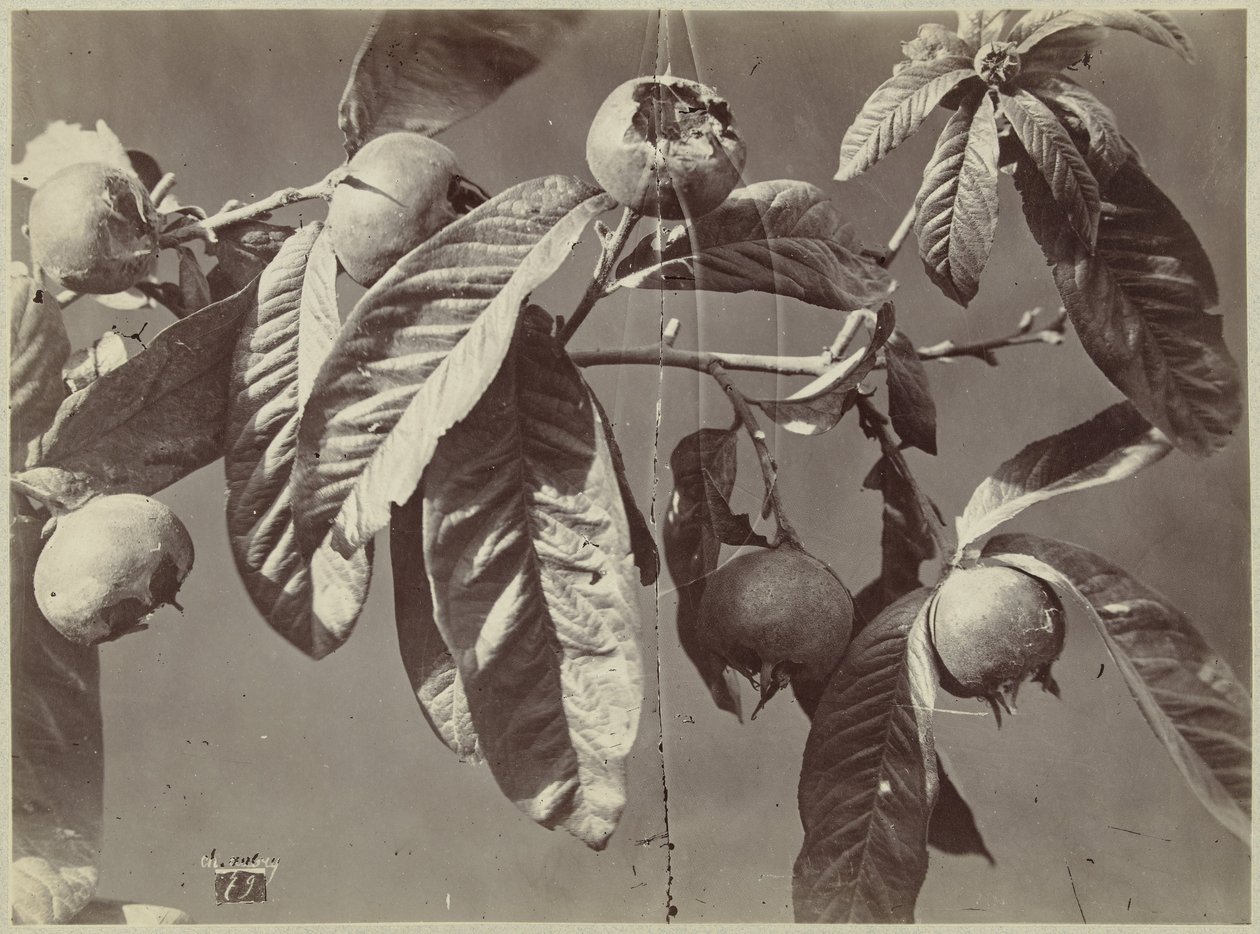 Csendélet naspolyákkal alkotó: Charles Hippolyte Aubry