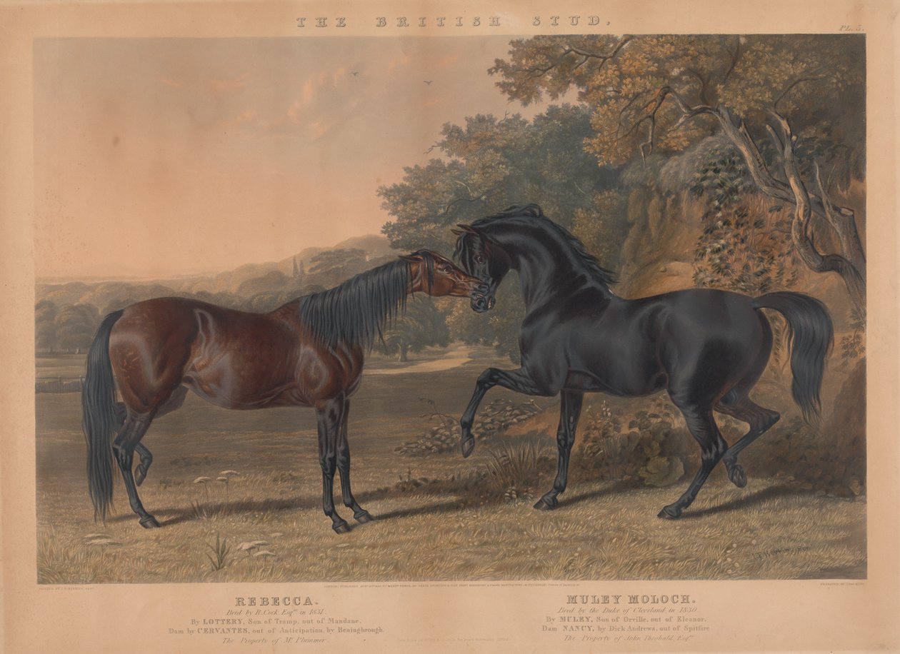 Der britische Zuchtpferd: Pl. 5. "Rebecca" gezüchtet von R. Cock, Esqr. im Jahr 1831; "Muley Moloch" gezüchtet vom Herzog von Cleveland im Jahr 1830 alkotó: Charles Hunt