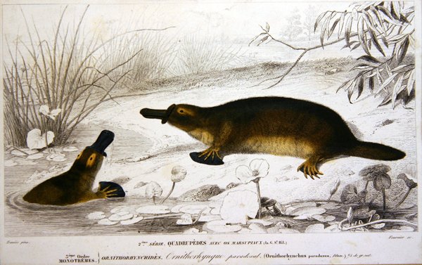 Platypi, illusztráció Charles d