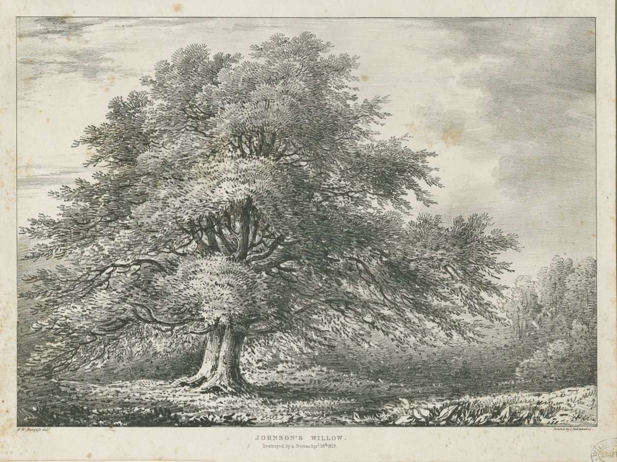 Lichfield – ["Dr. Johnson"] Willow Tree: litográfia, nd [1789-1850] alkotó: Charles Joseph Hullmandel