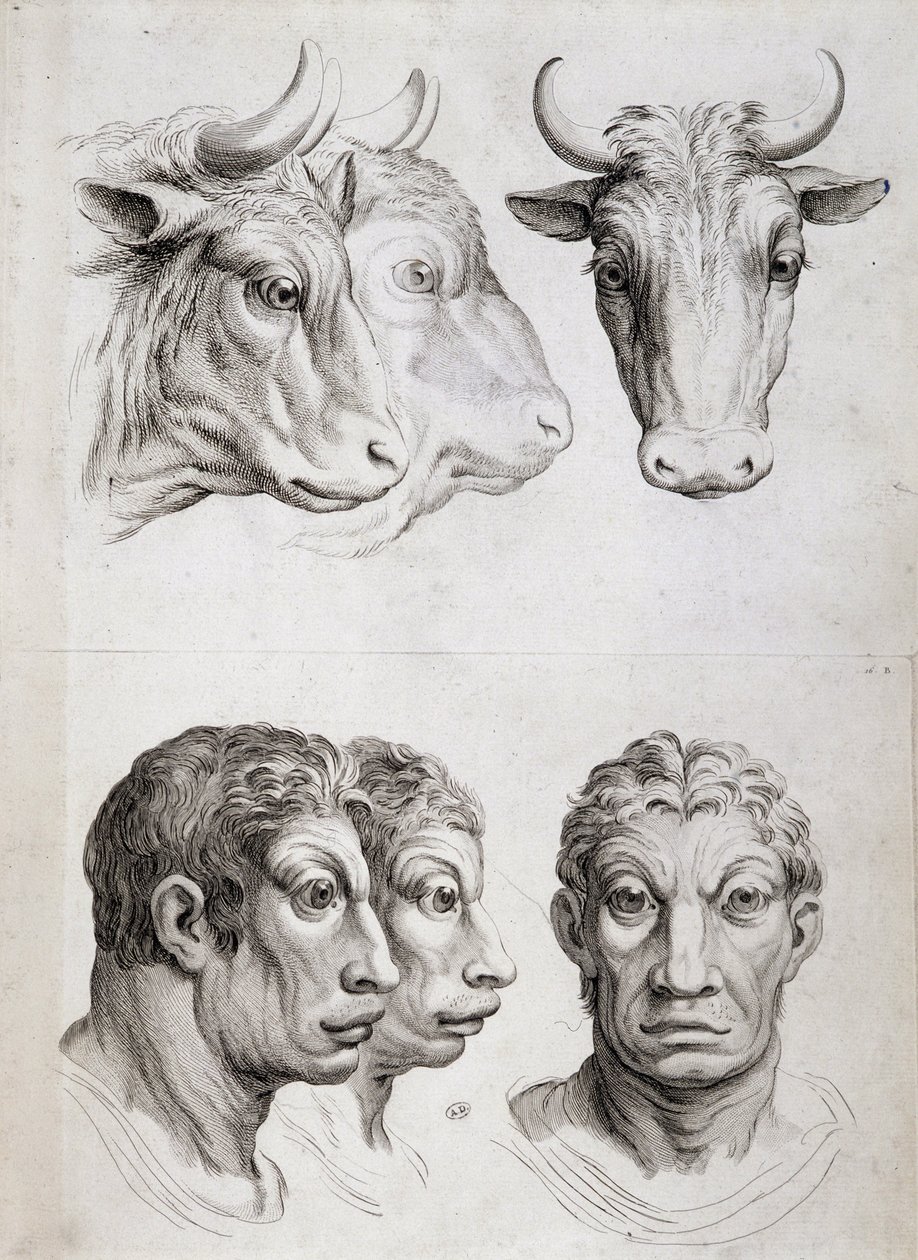 Férfi/marha összehasonlítás alkotó: Charles Le Brun