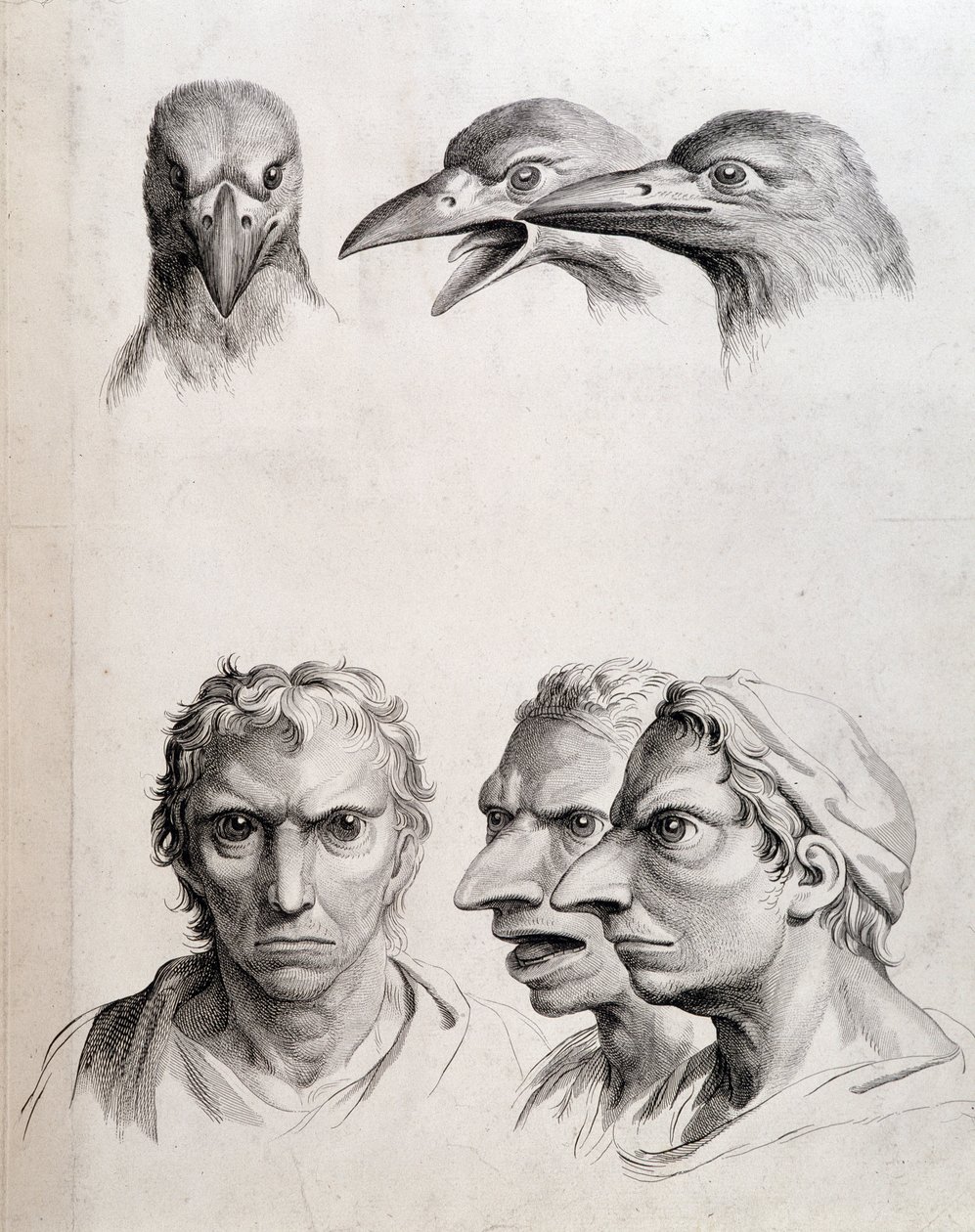 A madár és az „ember-madár (ember-madár)” profiljai - Lebrun, „Az ember és az állatok fiziognómiájának kezelése” alkotó: Charles Le Brun