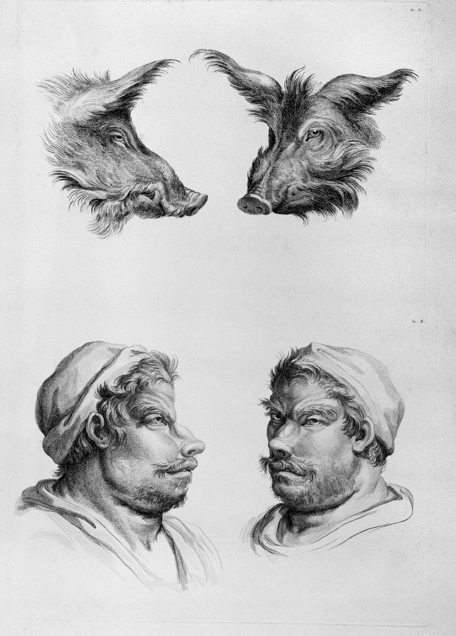 Hasonlóságok a vaddisznó feje és az ember között, Le Brun „Arcképek könyve azoknak, akik elkezdenek rajzolni” című könyvéből alkotó: Charles Le Brun