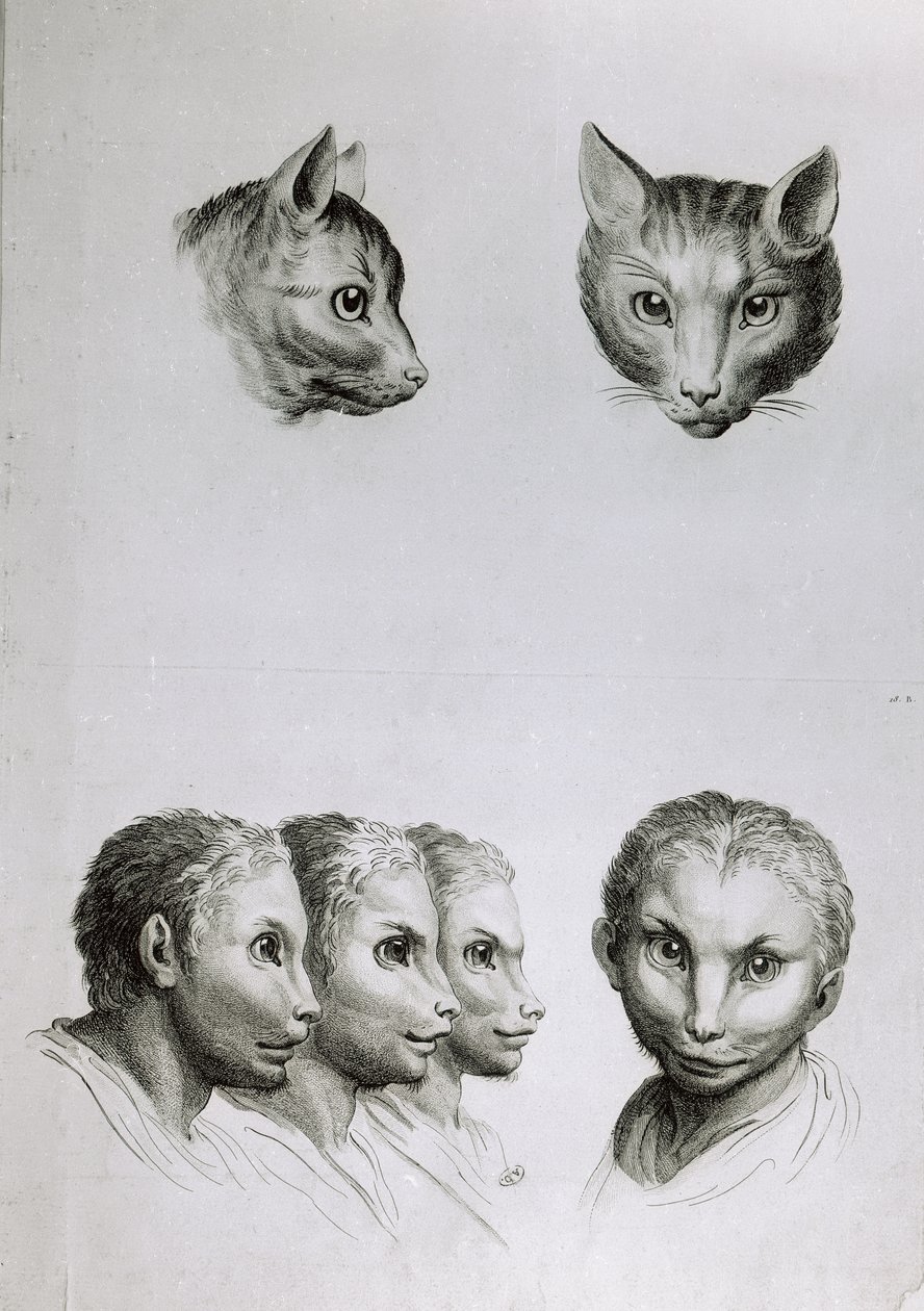 A macska és az ember feje közötti hasonlóságok, Le Brun "Livre de portraiture pour ceux qui commencent a dessiner" című művéből. alkotó: Charles Le Brun
