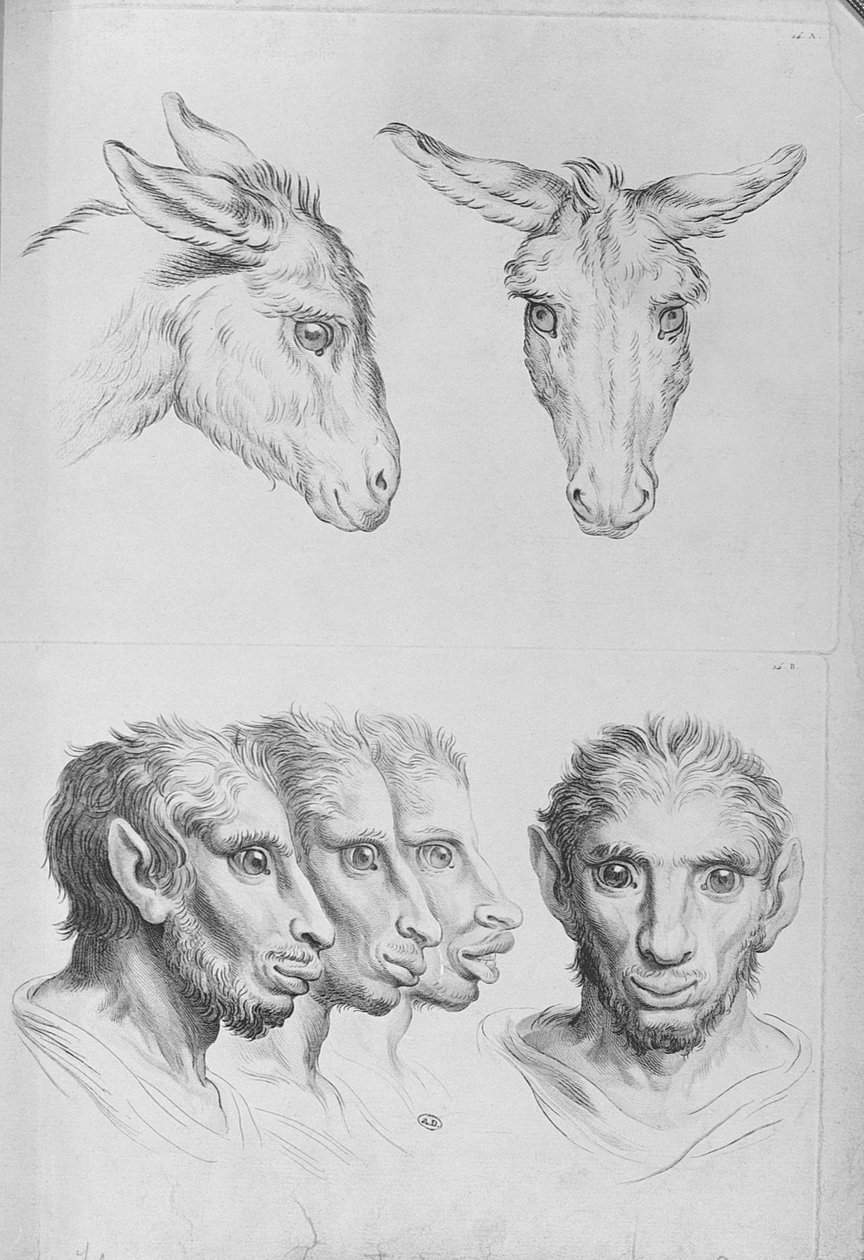 Hasonlóságok a szamár és az ember feje között, Le Brun „Arcképek könyve azoknak, akik elkezdenek rajzolni” című könyvéből alkotó: Charles Le Brun