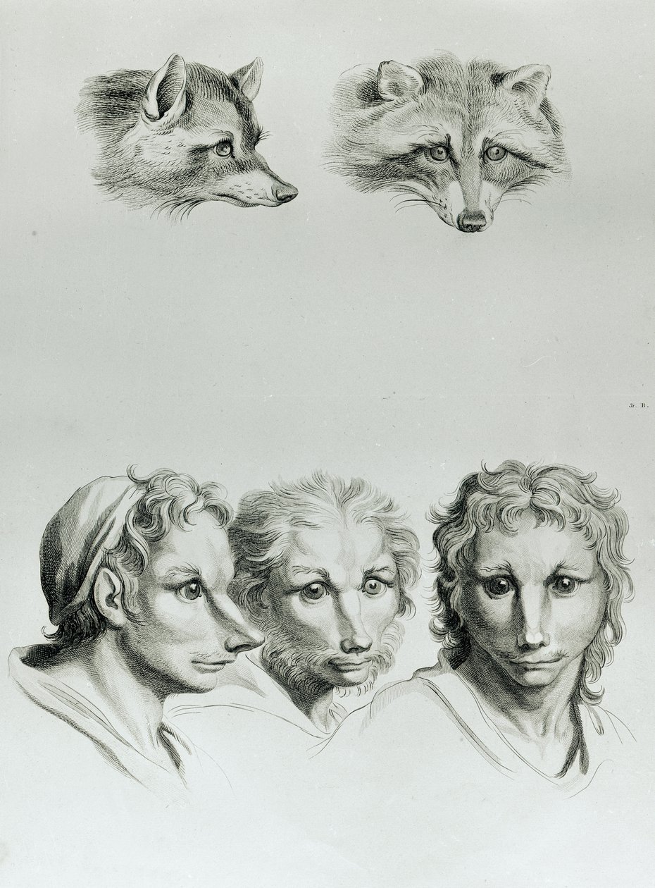 A róka és az ember feje közötti hasonlóságok, Le Brun "Livre de portraiture pour ceux qui commencent a dessiner" című művéből. alkotó: Charles Le Brun