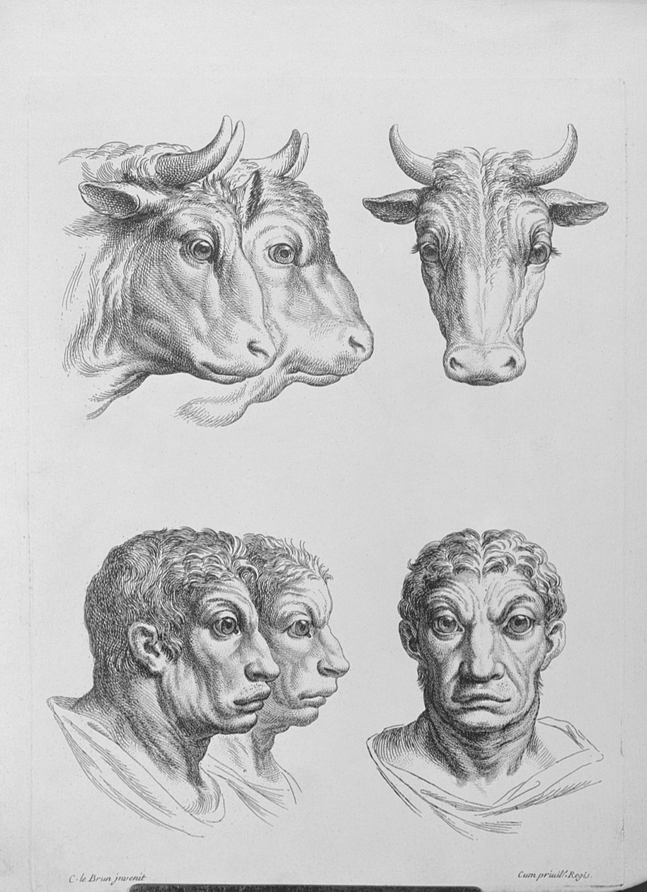 Similarities Between the Head of an Ox and a Man, from 