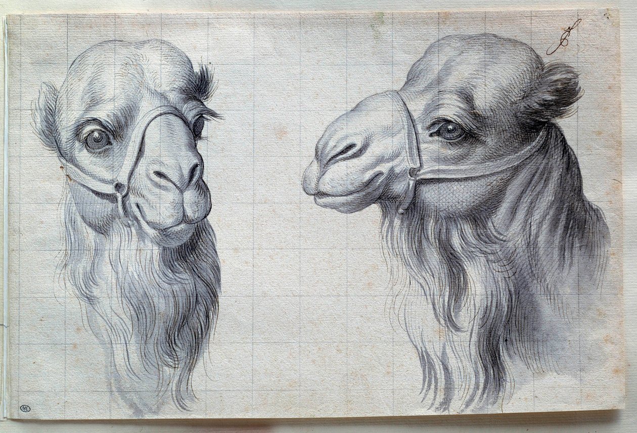 Tanulmányok két tevefejről Charles Lebrun (Le Brun) rajza (1619-1690) 17. század. Homályos. 0,22x0,32 m. Párizs, Louvre Múzeum alkotó: Charles Le Brun