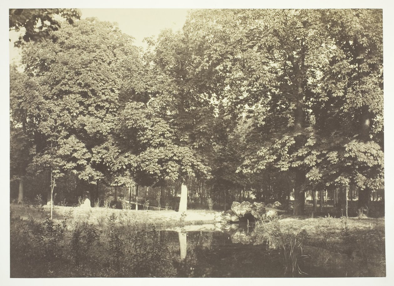 Cím nélkül, c. 1850. [Fák a víz közelében a Bois de Boulogne-ban, egy párizsi park]. alkotó: Charles Marville