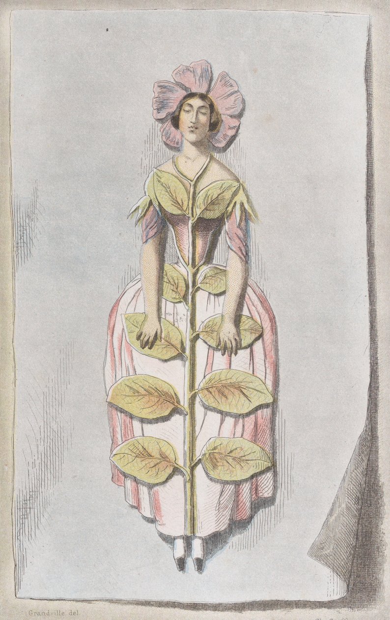Kiszáradt Periwinkle, Les Fleurs Animées, 1847., 1847. alkotó: Charles Michel Geoffroy