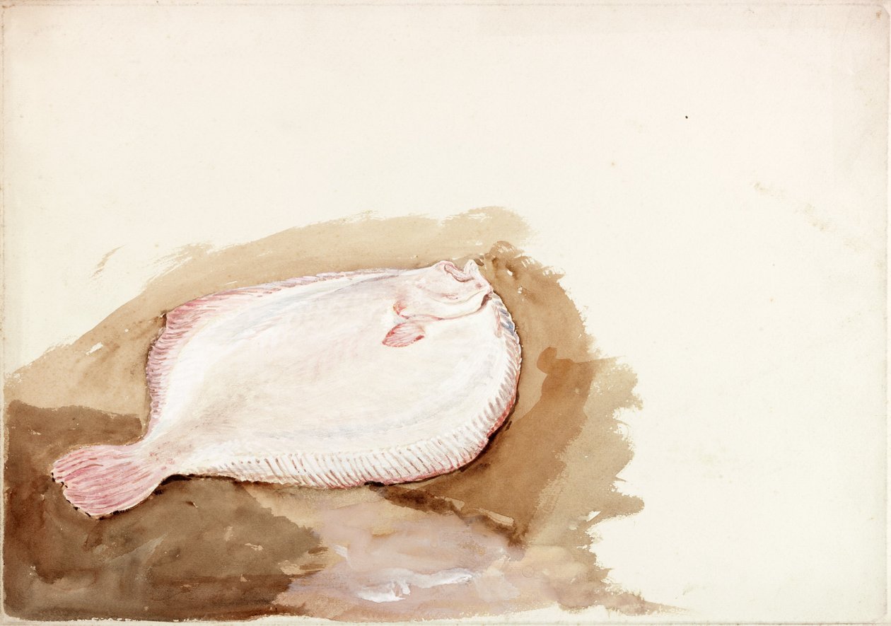 Lapos hal tanulmányozása (testszín) alkotó: Charles Napier Hemy