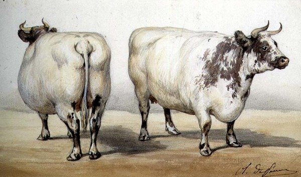 Két hosszú szarvú tehén vizsgálata (akvarell) alkotó: Charles Oliver de Penne