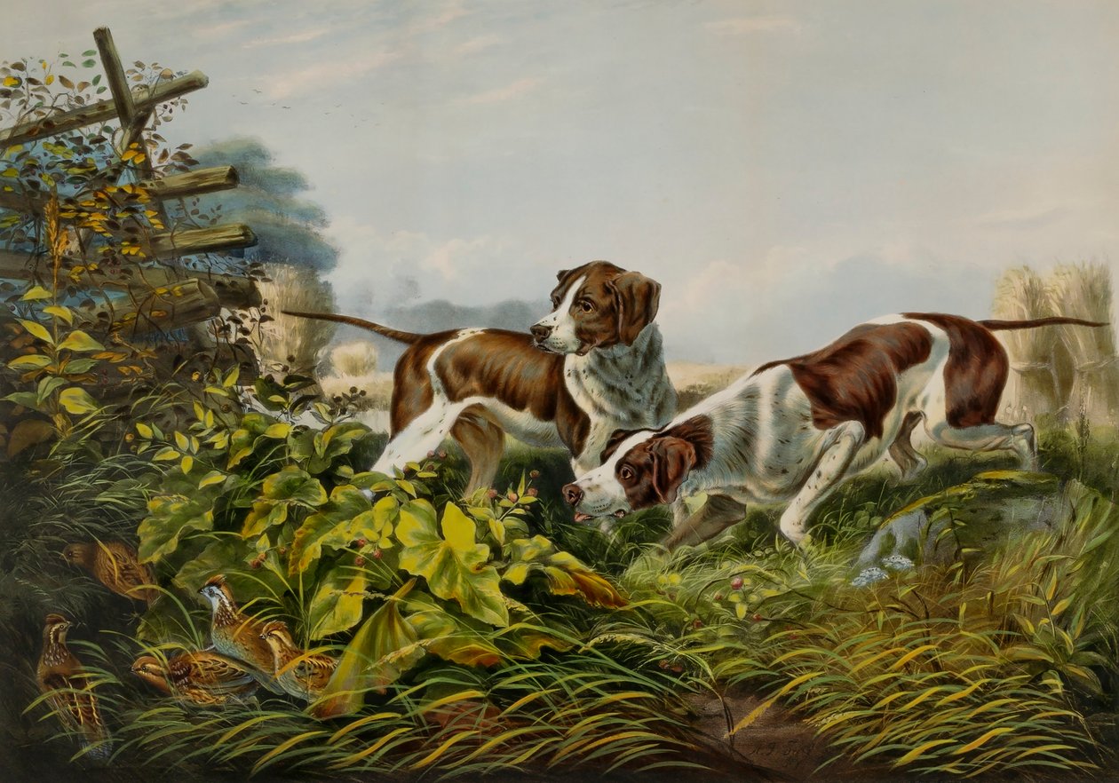 Amerikai mezei sportok. "Egy ponton." alkotó: Charles Parsons