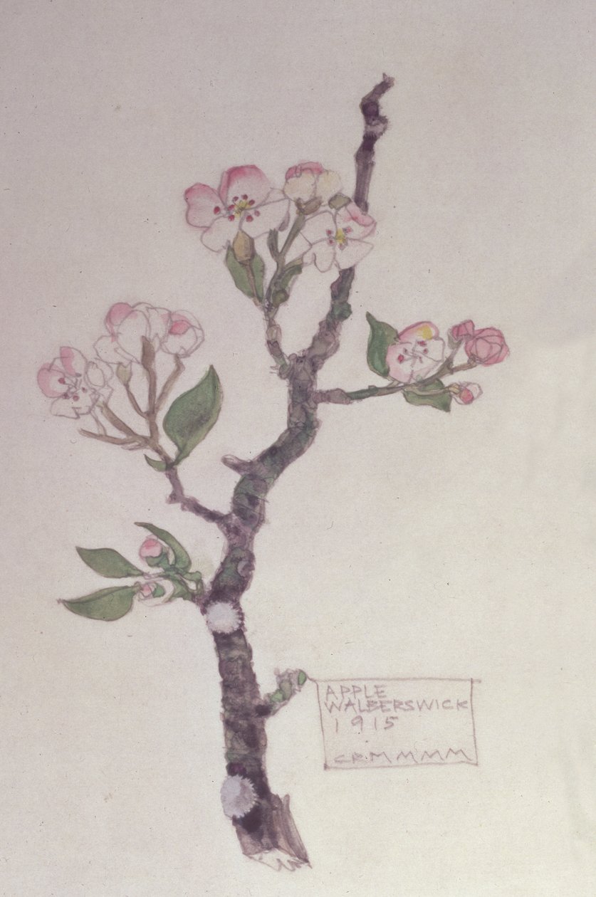 Apple, Walberswick, 1915 (ceruza és WC) alkotó: Charles Rennie Mackintosh
