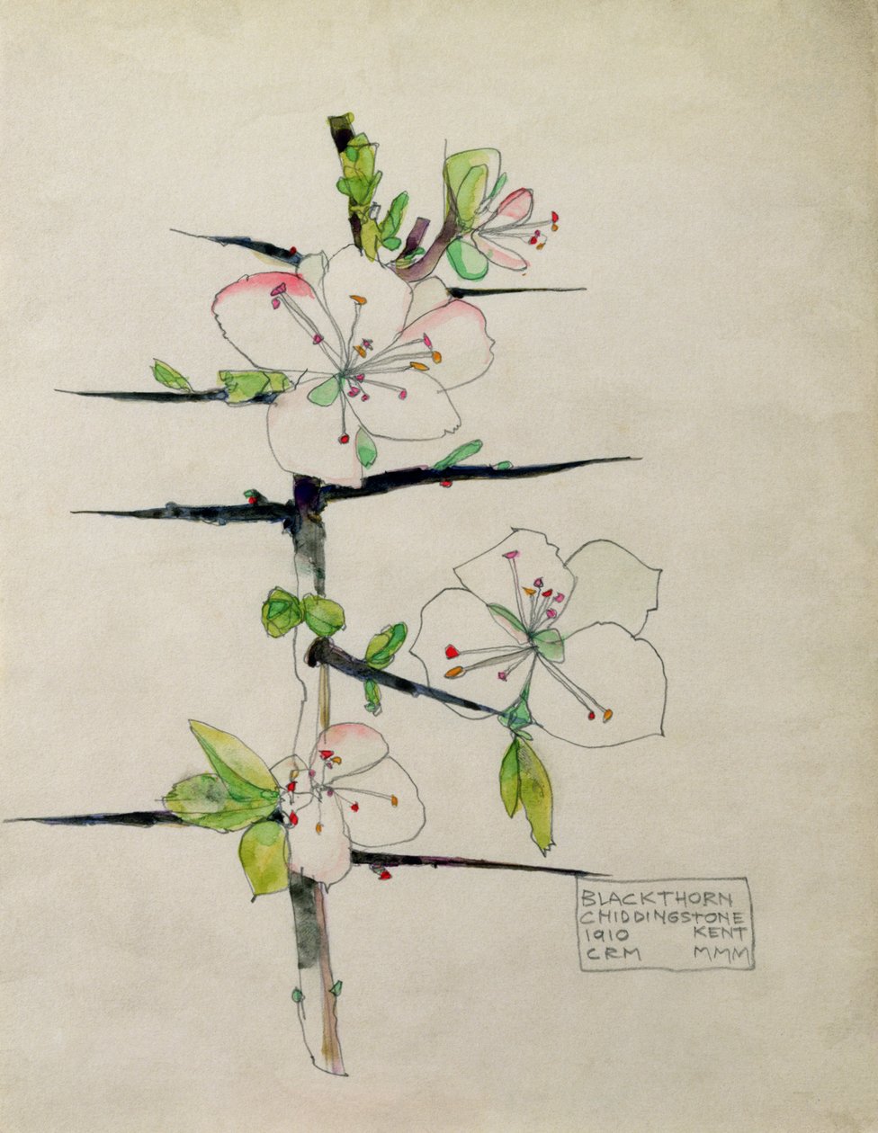 Blackthorn, Chiddingstone, Kent, 1910 (wc) alkotó: Charles Rennie Mackintosh
