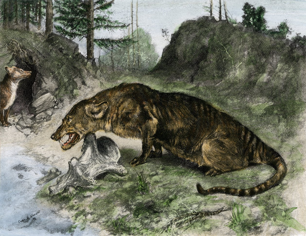 Őskor: egy mezonyx az Uintah-tó partján Utahban és Wyomingban (USA) (metszet) alkotó: Charles Robert Knight