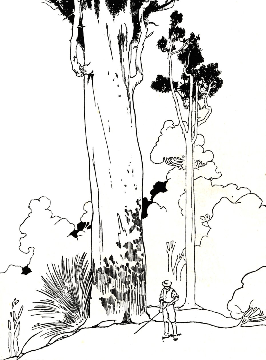 Kauri-fa, 1912 alkotó: Charles Robinson