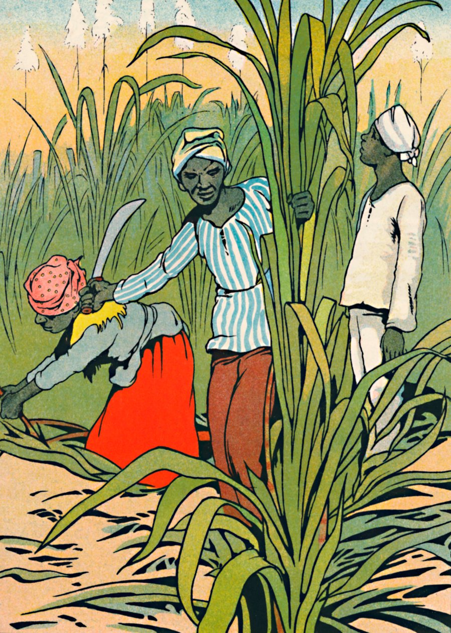 Dolgozik a cukornád között, 1912 alkotó: Charles Robinson