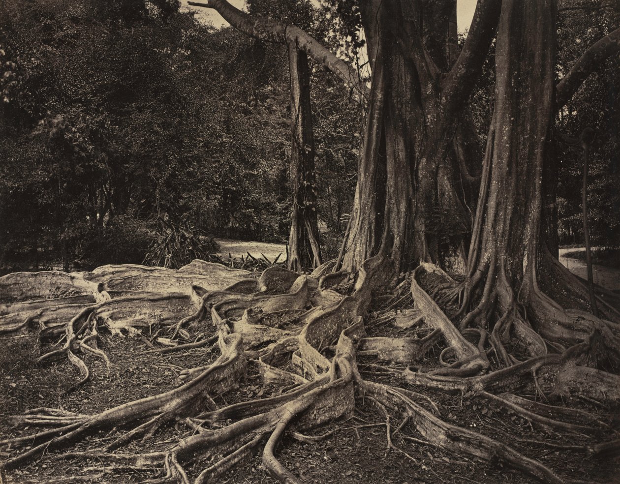 Gumifa, Assam, India (Ficus Elastica) alkotó: Charles T. Scowen