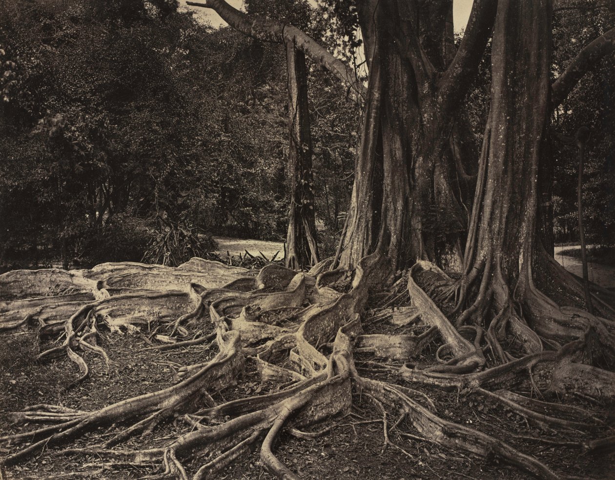 Rubber Tree, Assam, India Ficus Elastica, 1880-as évek körül. alkotó: Charles T. Scowen