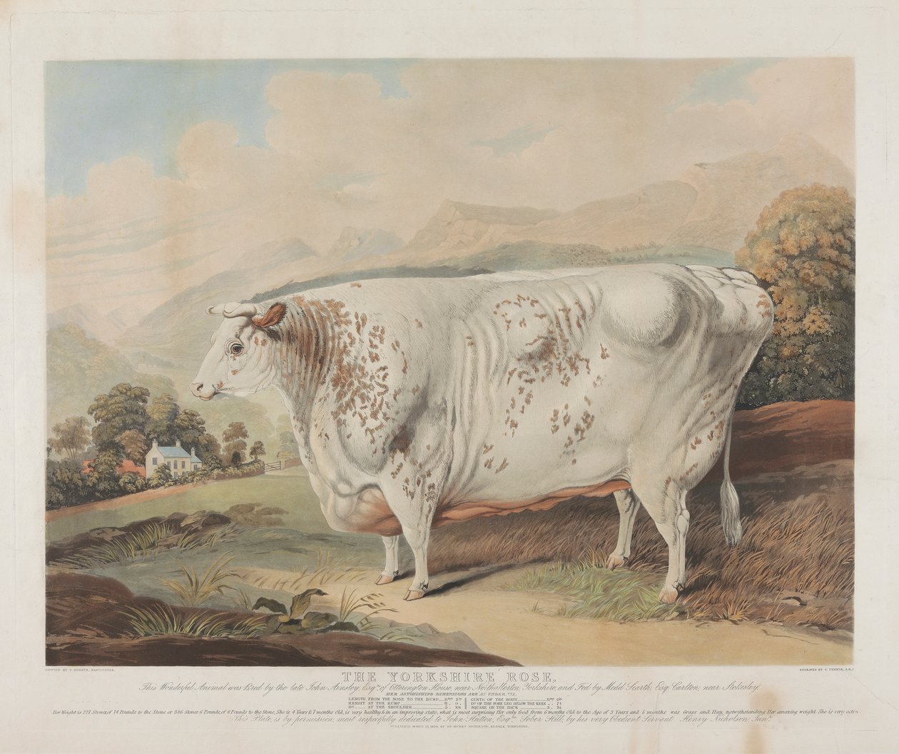 A Yorkshire rózsa alkotó: Charles Turner