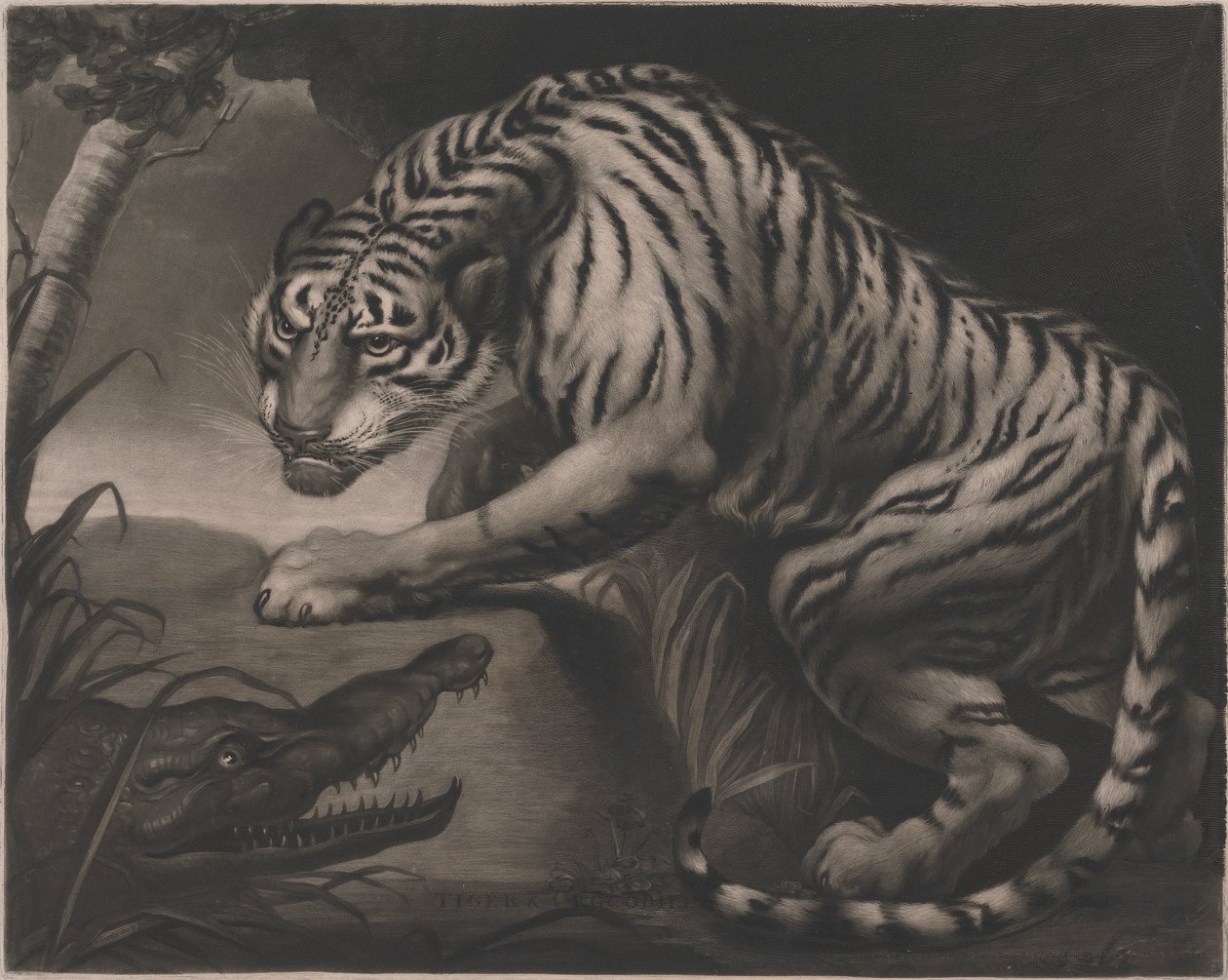 Tigris és krokodil alkotó: Charles Turner
