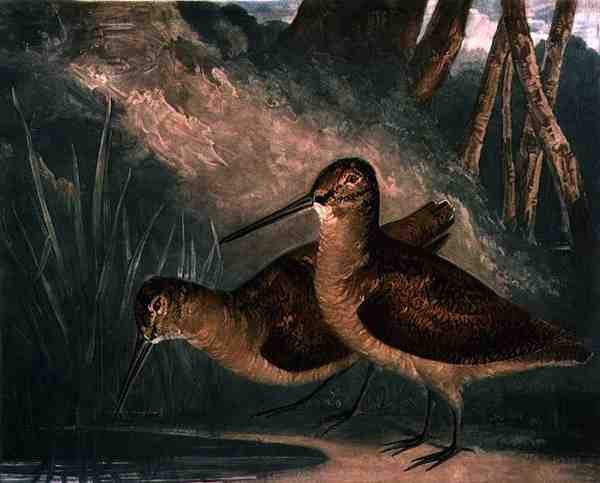 Woodcocks, British Feather Game 4. tányérja, a művész által metszett, kocsma. R. Ackermann, 1810 körül (mezzotinta metszet) alkotó: Charles Turner