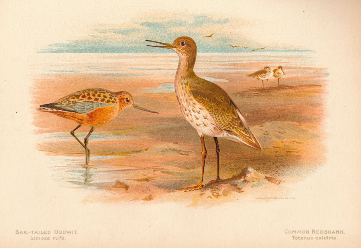 Bar-tailed Godwit Limosa rufa, Common Redshank Totanus, 1900, 1900 alkotó: Charles Whymper